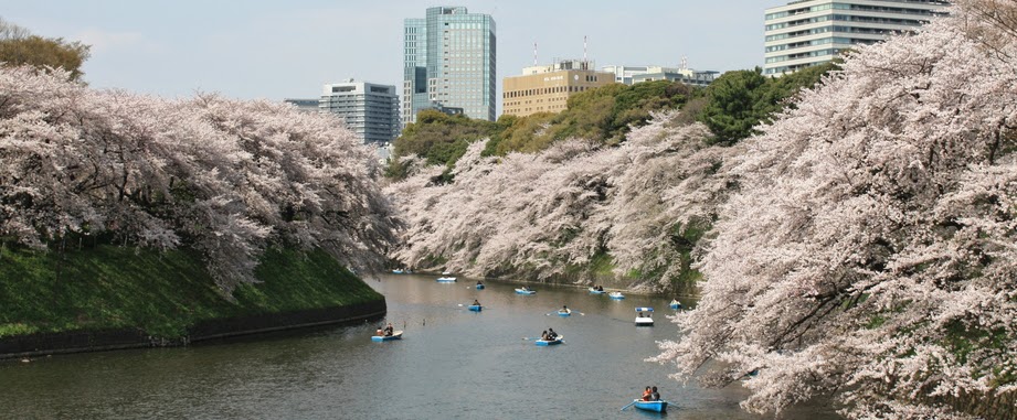 The best places for cherry blossoms in Tokyo
