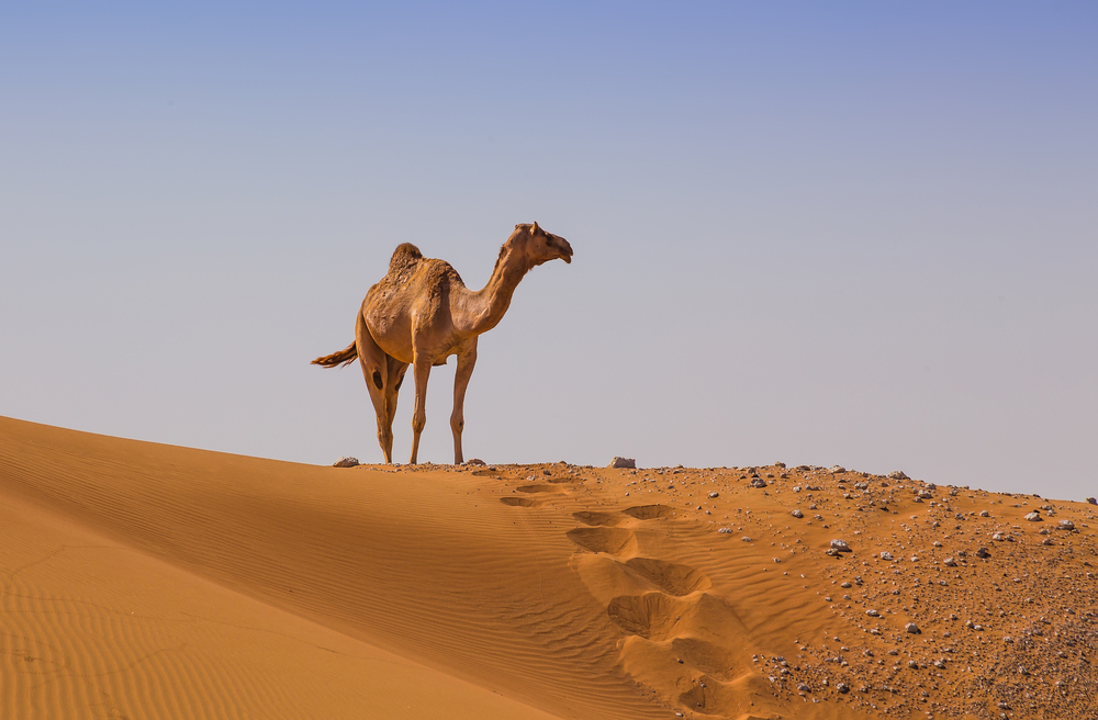 Google Street View maps the Arabian Desert using a camel